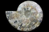 Polished Ammonite Fossil (Half) - Agatized #67898-1